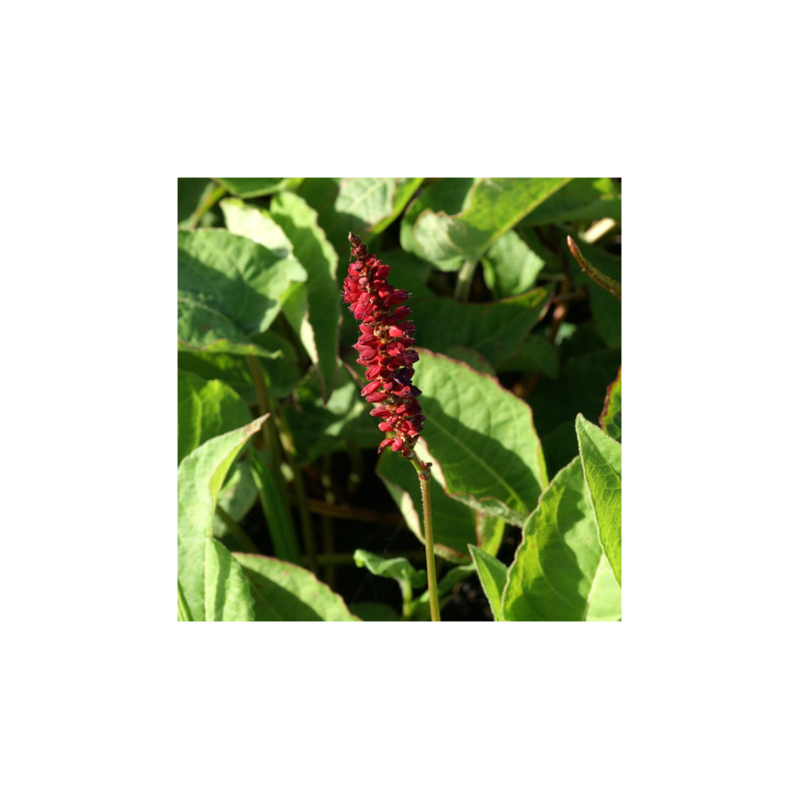 Plantes Vivaces PERSICARIA amplexicaulis 'Firetail' - Renouée en vente - Persicaire amplexicaule en vente - Pépinière Lepage .