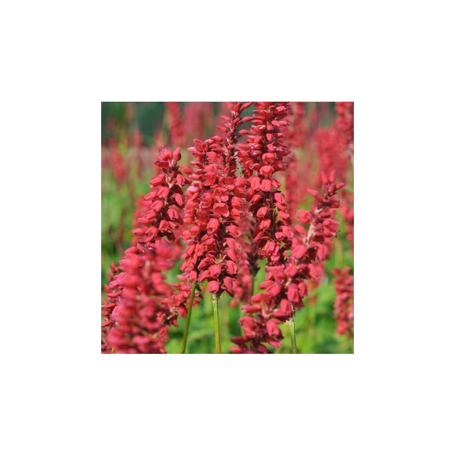 Plantes Vivaces PERSICARIA amplexicaulis 'JS Caliente' ® - Renouée en vente - Persicaire amplexicaule en vente - Pépinière Lepag