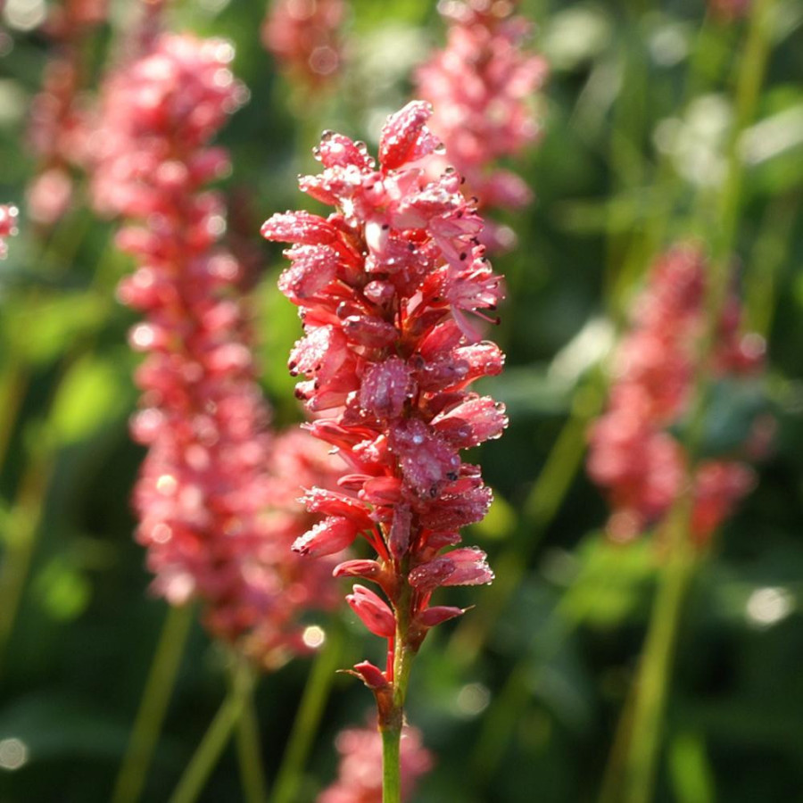 Plantes Vivaces PERSICARIA amplexicaulis 'Orange Field' ® - Renouée en vente - Persicaire amplexicaule en vente - Pépinière Lepa