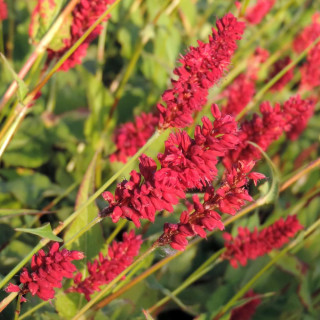 plantes-vivaces-persicaria-amplexicaulis-speciosa-atrosanguineum-renouee-en-vente-persicaire-amplexicaule-en-vente-pepiniere-lep