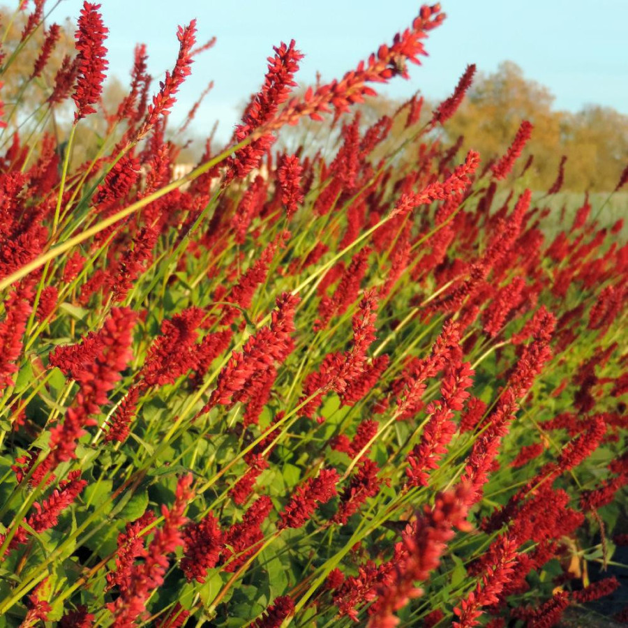 Plantes Vivaces PERSICARIA amplexicaulis 'Speciosa' (Atrosanguineum) - Renouée en vente - Persicaire amplexicaule en vente - Pép