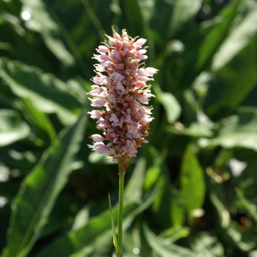 Plantes Vivaces PERSICARIA bistorta 'Superba' - Renouée en vente - Bistorte en vente - Pépinière Lepage .