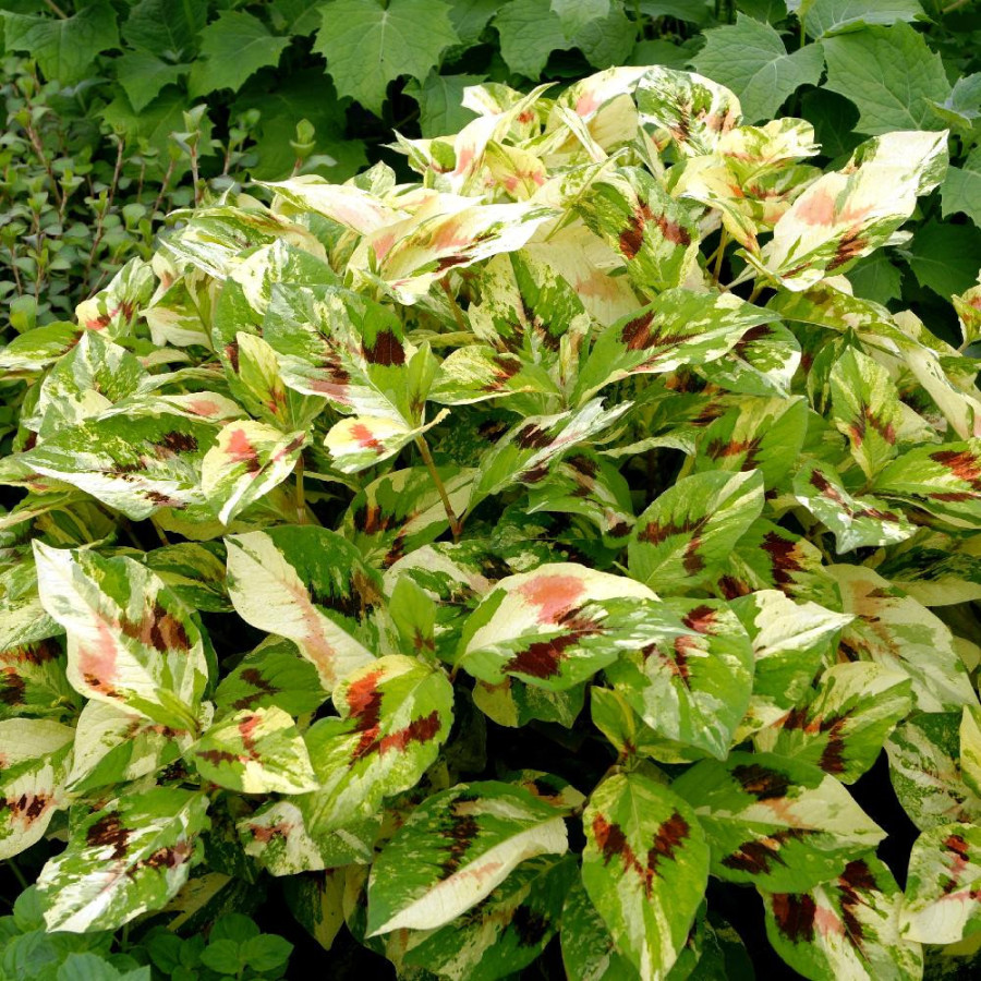 Plantes Vivaces PERSICARIA filiformis 'Painter's Palette' - Renouée en vente - Pépinière Lepage .