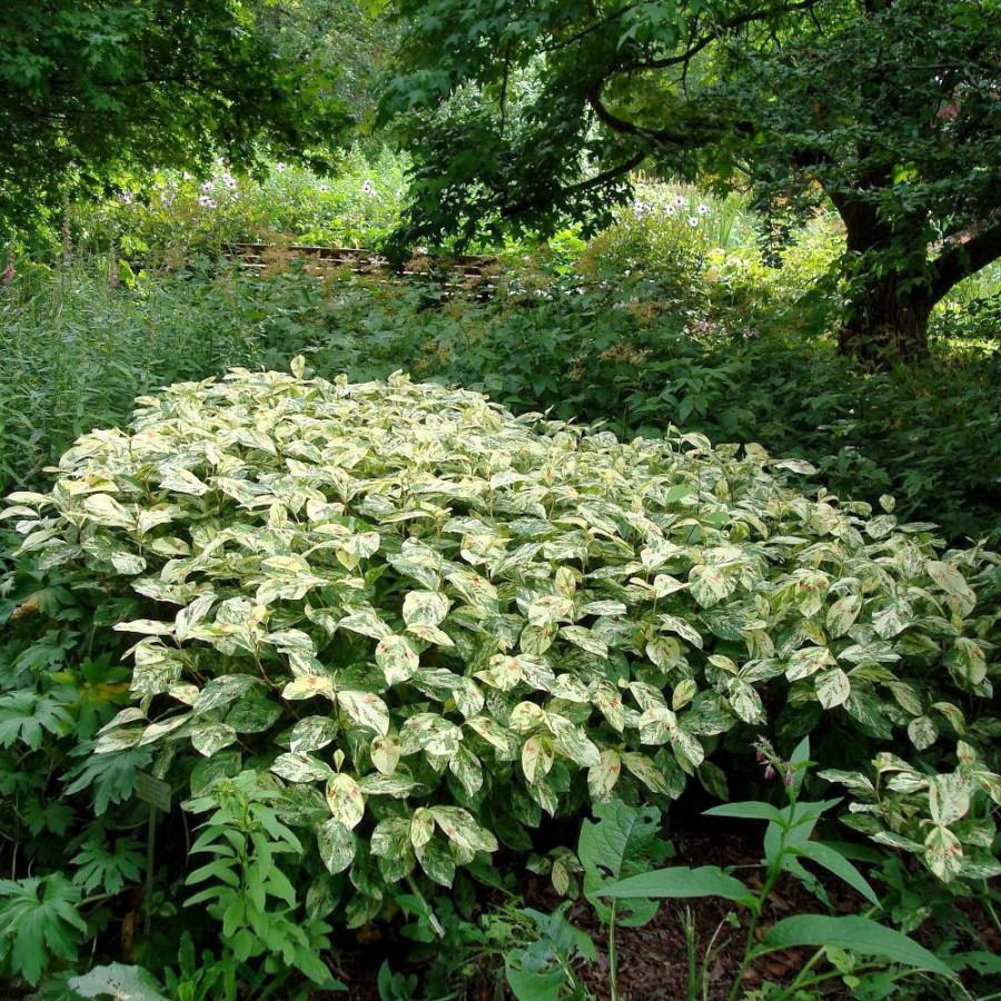 Plantes Vivaces PERSICARIA filiformis 'Painter's Palette' - Renouée en vente - Pépinière Lepage .