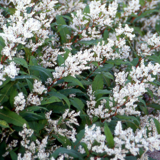 plantes-vivaces-persicaria-polystachya-wallichii-renouee-en-vente-pepiniere-lepage-