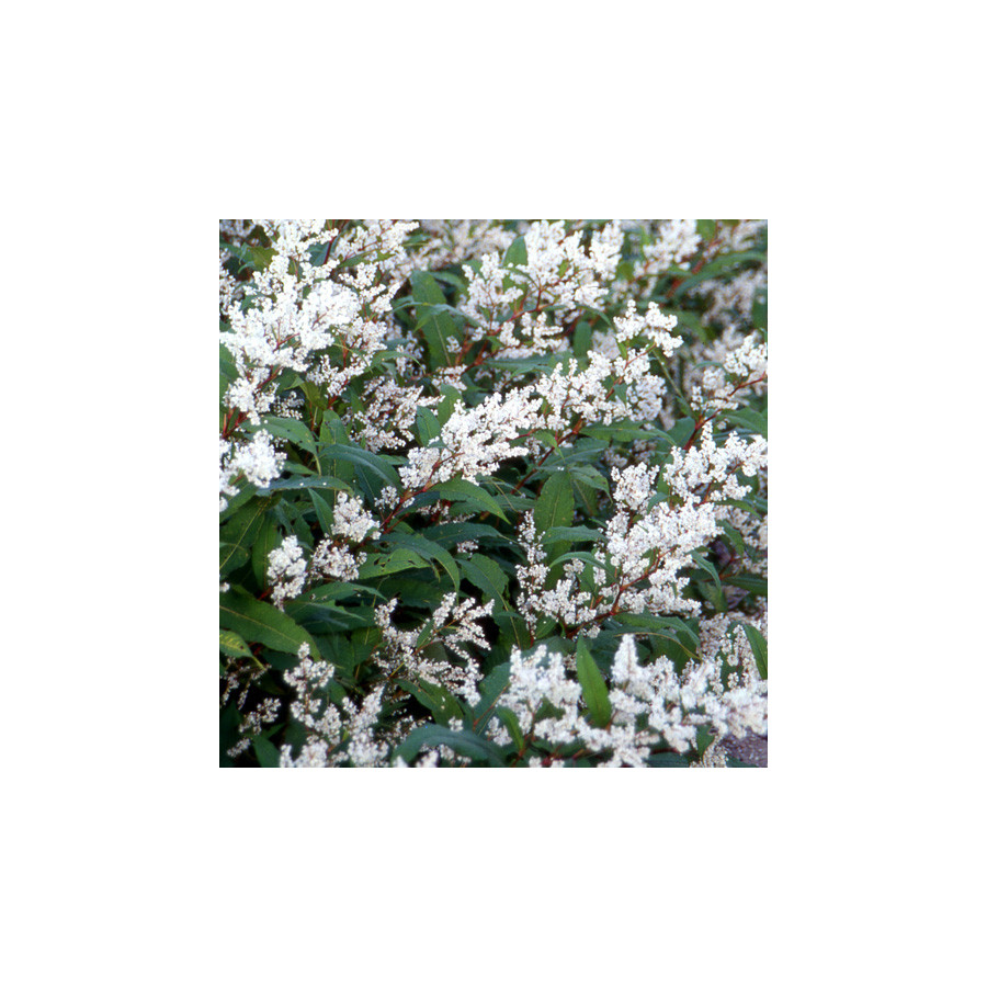 Plantes Vivaces PERSICARIA polystachya (wallichii) - Renouée en vente - Pépinière Lepage .