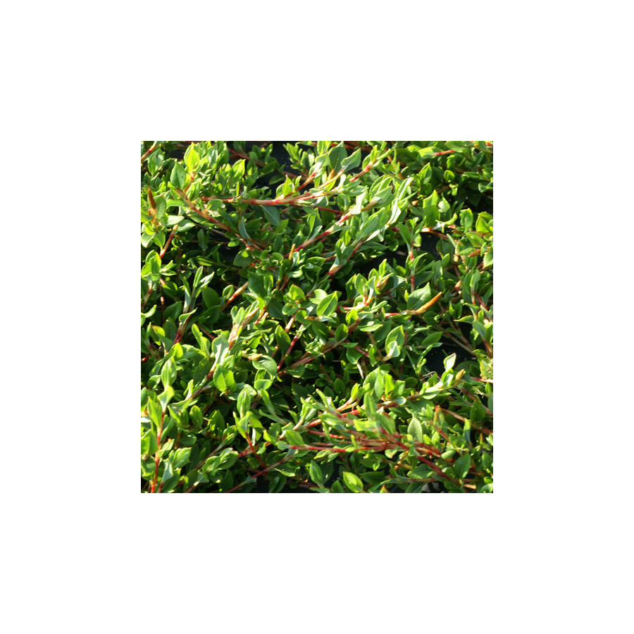 Plantes Vivaces PERSICARIA vacciniifolia - Renouée en vente - Pépinière Lepage .