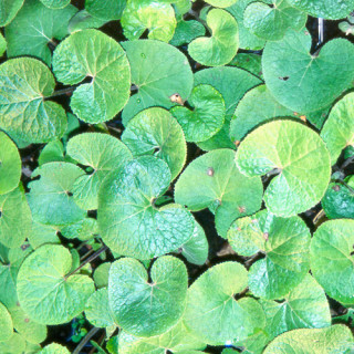 plantes-vivaces-petasites-fragrans-heliotrope-d-hiver-en-vente-pepiniere-lepage-