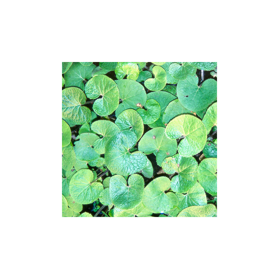 Plantes Vivaces PETASITES fragrans - Héliotrope d'hiver en vente - Pépinière Lepage .