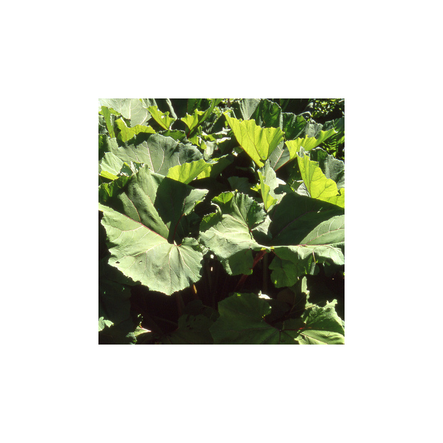 Plantes Vivaces PETASITES japonicus 'Giganteus' en vente - Pépinière Lepage .