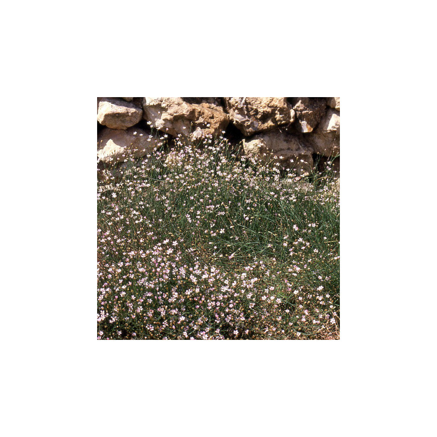 Plantes Vivaces PETRORHAGIA saxifraga - Tunique saxifrage en vente - Pépinière Lepage .