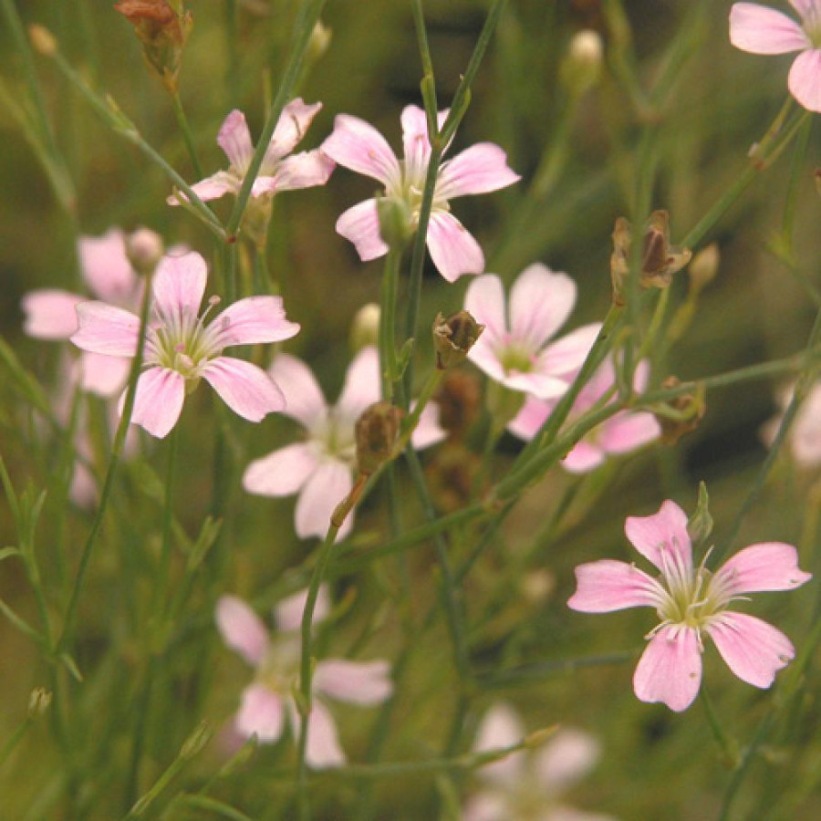 Plantes Vivaces PETRORHAGIA saxifraga - Tunique saxifrage en vente - Pépinière Lepage .
