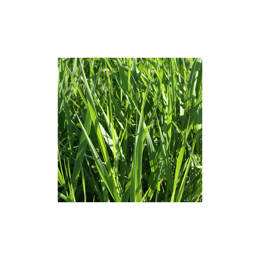 plantes-vivaces-phalaris-arundinacea-ruban-de-bergere-en-vente-ruban-de-la-vierge-en-vente-pepiniere-lepage-