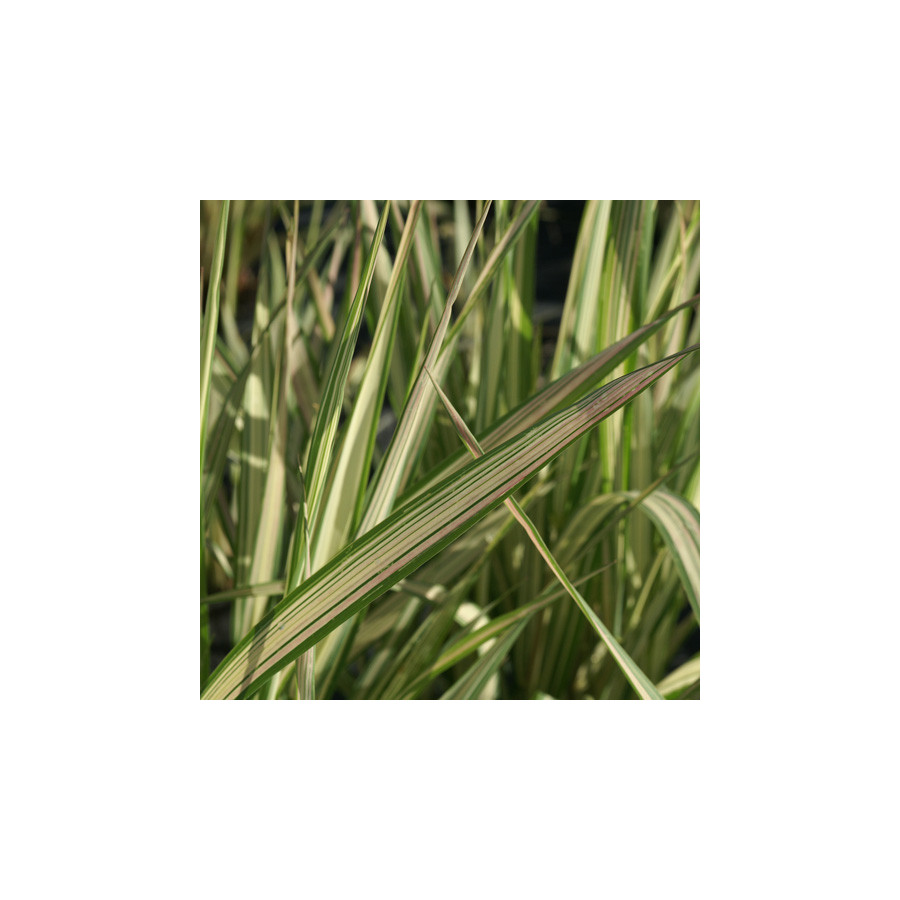 plantes-vivaces-phalaris-arundinacea-feesey-ruban-de-bergere-en-vente-pepiniere-lepage-