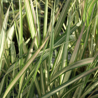 plantes-vivaces-phalaris-arundinacea-feesey-ruban-de-bergere-en-vente-pepiniere-lepage-