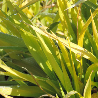 plantes-vivaces-phalaris-arundinacea-pure-gold-ruban-de-bergere-en-vente-pepiniere-lepage-