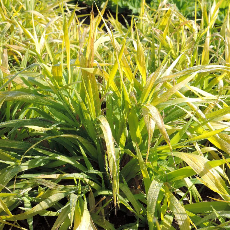 plantes-vivaces-phalaris-arundinacea-pure-gold-ruban-de-bergere-en-vente-pepiniere-lepage-