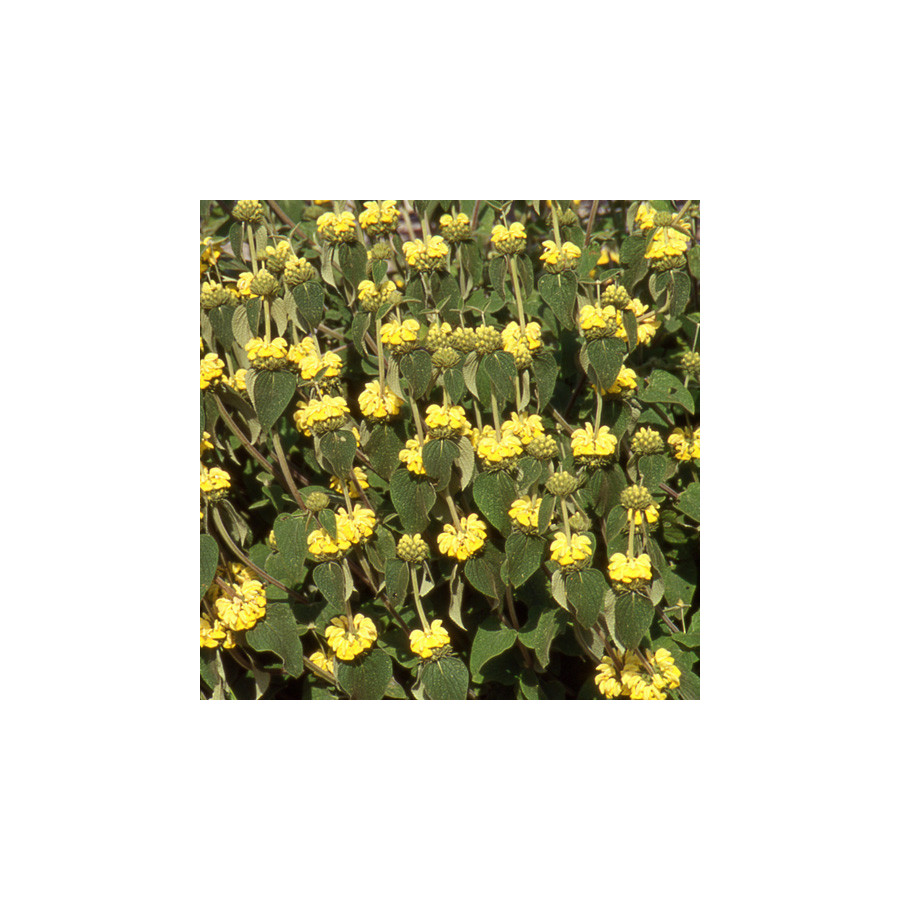Plantes Vivaces PHLOMIS 'Edward Bowles' - Sauge en arbre en vente - Pépinière Lepage .