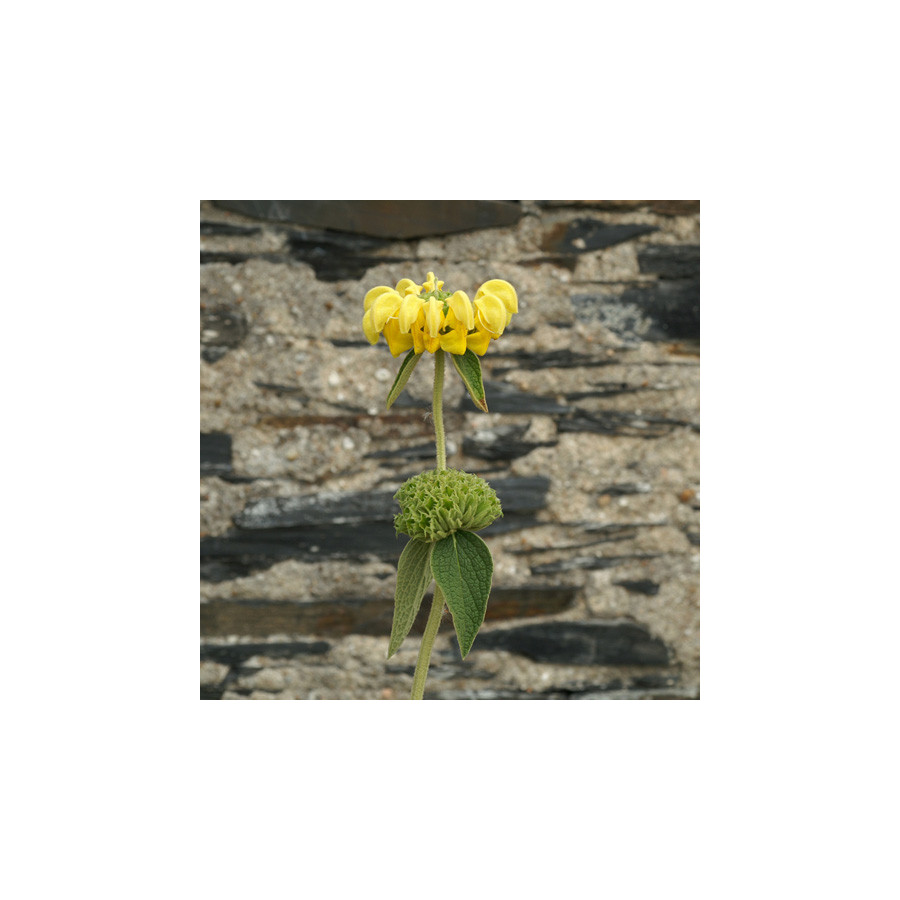 Plantes Vivaces PHLOMIS 'Edward Bowles' - Sauge en arbre en vente - Pépinière Lepage .