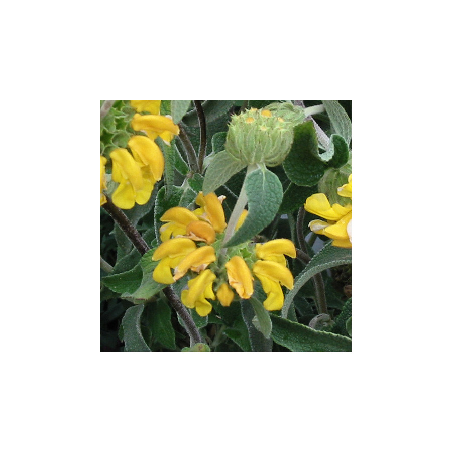 Plantes Vivaces PHLOMIS fruticosa - Sauge de Jérusalem en vente - Pépinière Lepage .