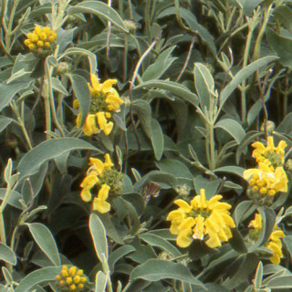 Plantes Vivaces PHLOMIS fruticosa - Sauge de Jérusalem en vente - Pépinière Lepage .