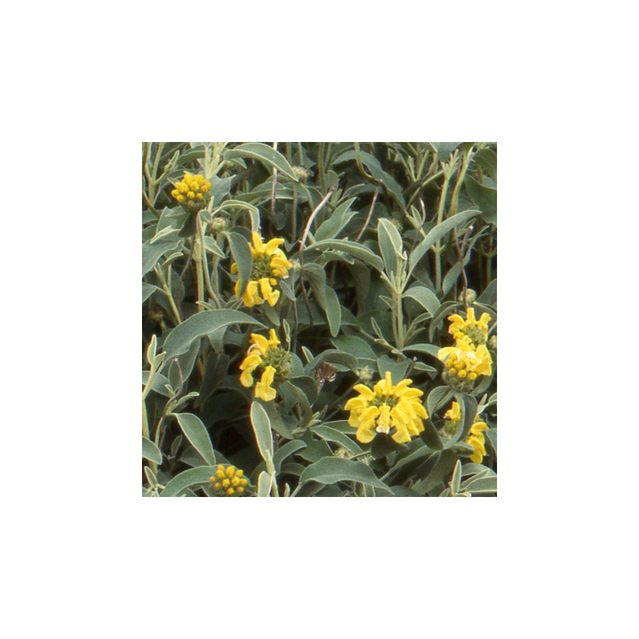 Plantes Vivaces PHLOMIS fruticosa - Sauge de Jérusalem en vente - Pépinière Lepage .