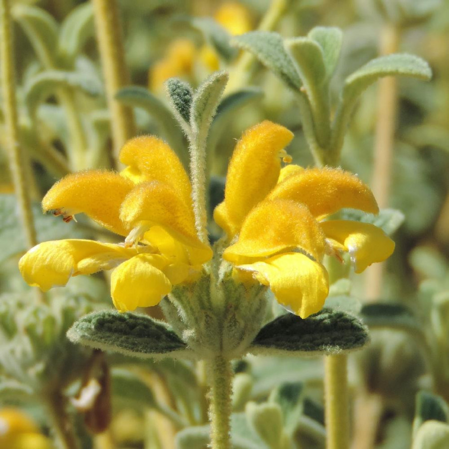 Plantes Vivaces PHLOMIS lanata en vente - Pépinière Lepage .
