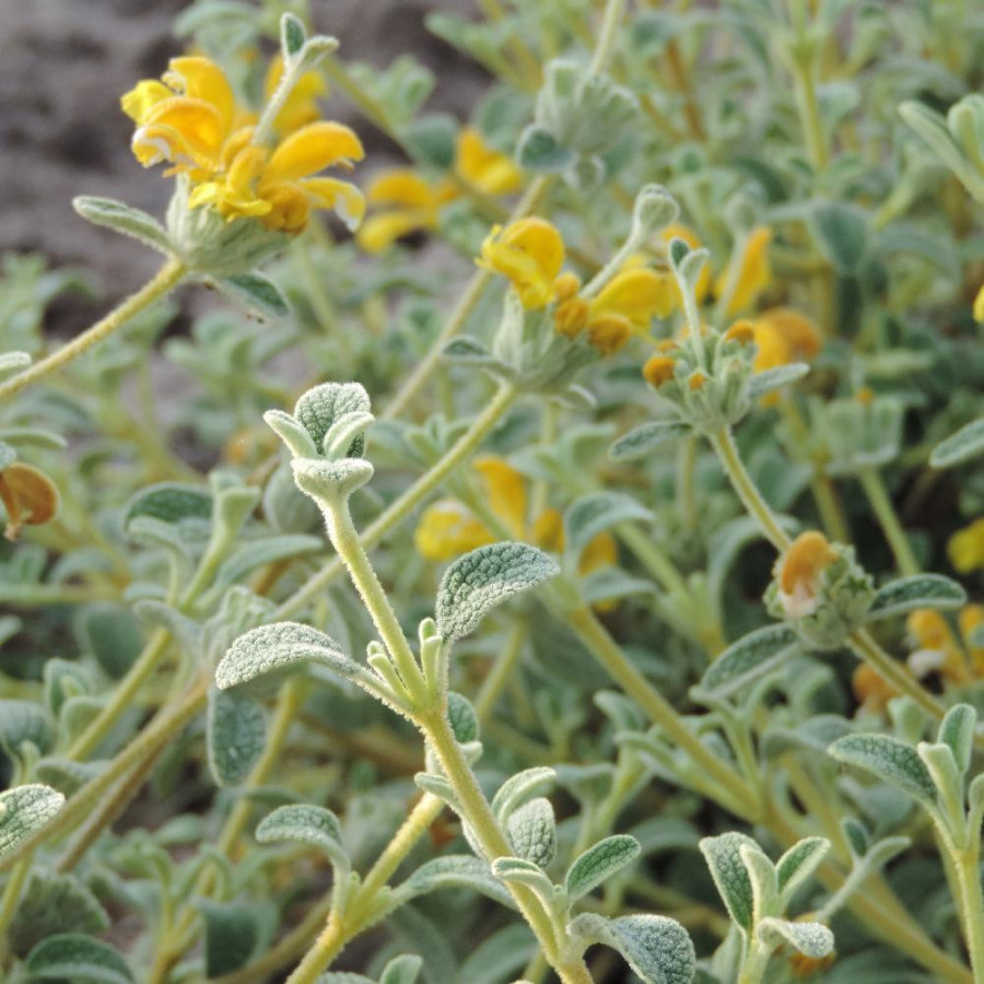 Plantes Vivaces PHLOMIS lanata en vente - Pépinière Lepage .