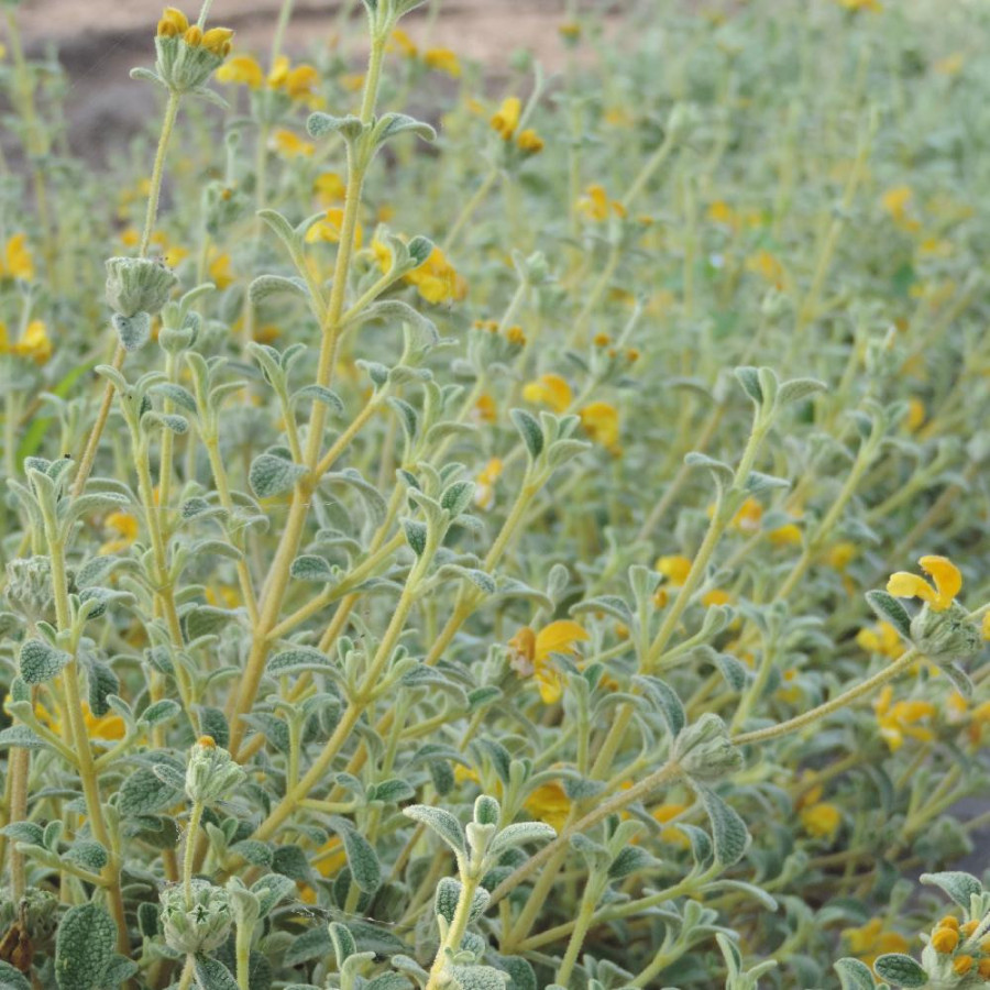 Plantes Vivaces PHLOMIS lanata en vente - Pépinière Lepage .