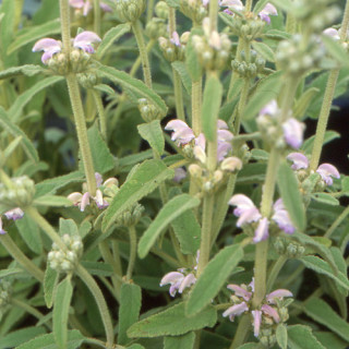 plantes-vivaces-phlomis-purpurea-ssp-caballeroi-sauge-de-jerusalem-rose-en-vente-pepiniere-lepage-