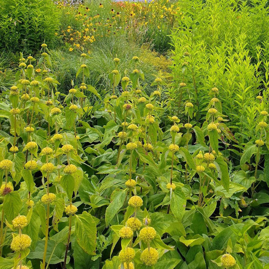 Plantes Vivaces PHLOMIS russeliana en vente - Pépinière Lepage .