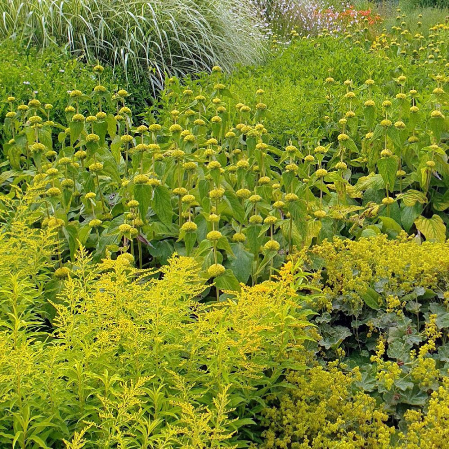 Plantes Vivaces PHLOMIS russeliana en vente - Pépinière Lepage .