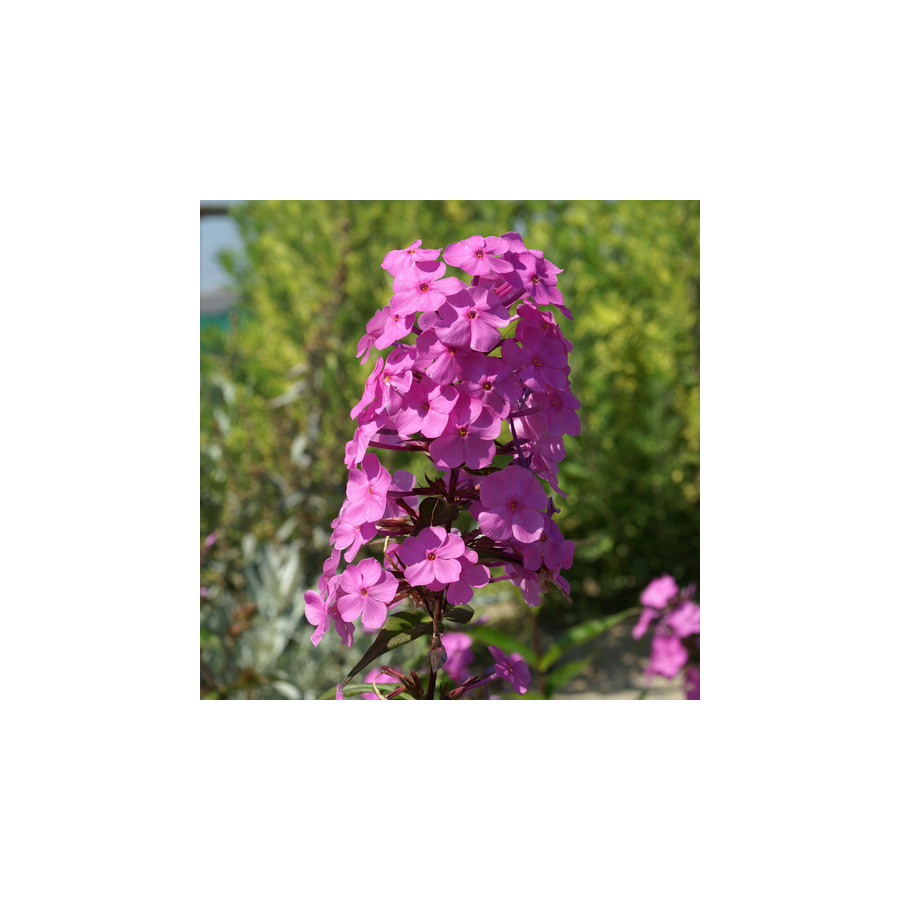 plantes-vivaces-phlox-alpha-maculata-group-phlox-en-vente-pepiniere-lepage-