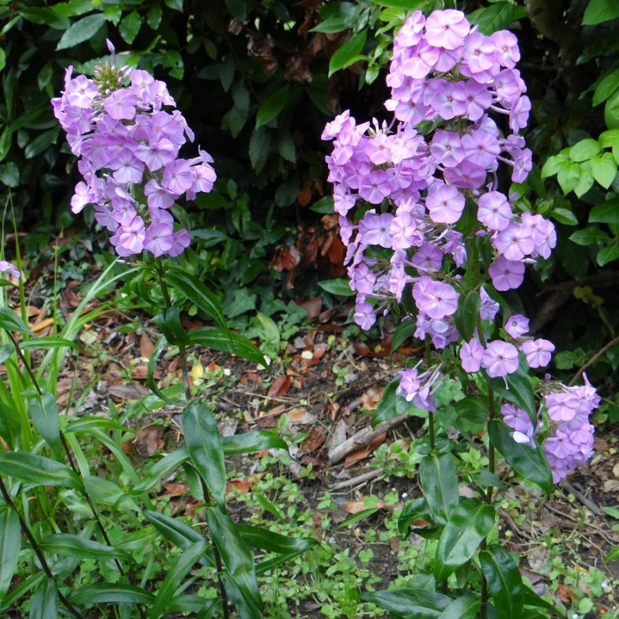 plantes-vivaces-phlox-alpha-maculata-group-phlox-en-vente-pepiniere-lepage-