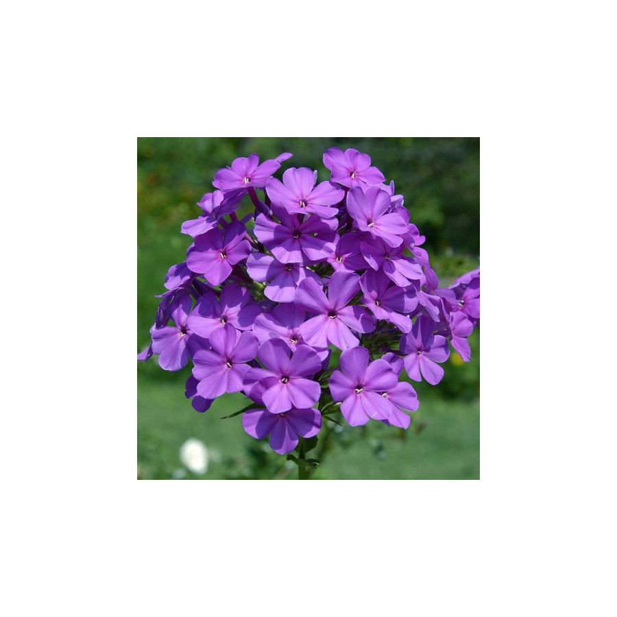 Plantes Vivaces PHLOX 'Amethyst' (Paniculata Group) - Phlox en vente - Phlox haut des jardins en vente - Pépinière Lepage .