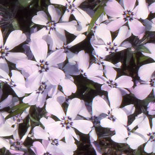 plantes-vivaces-phlox-benita-subulata-group-phlox-en-vente-phlox-mousse-en-vente-pepiniere-lepage-
