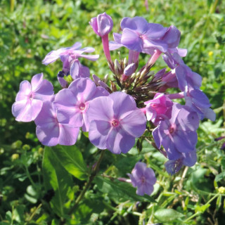 plantes-vivaces-phlox-blue-boy-paniculata-group-phlox-en-vente-phlox-haut-des-jardins-en-vente-pepiniere-lepage-