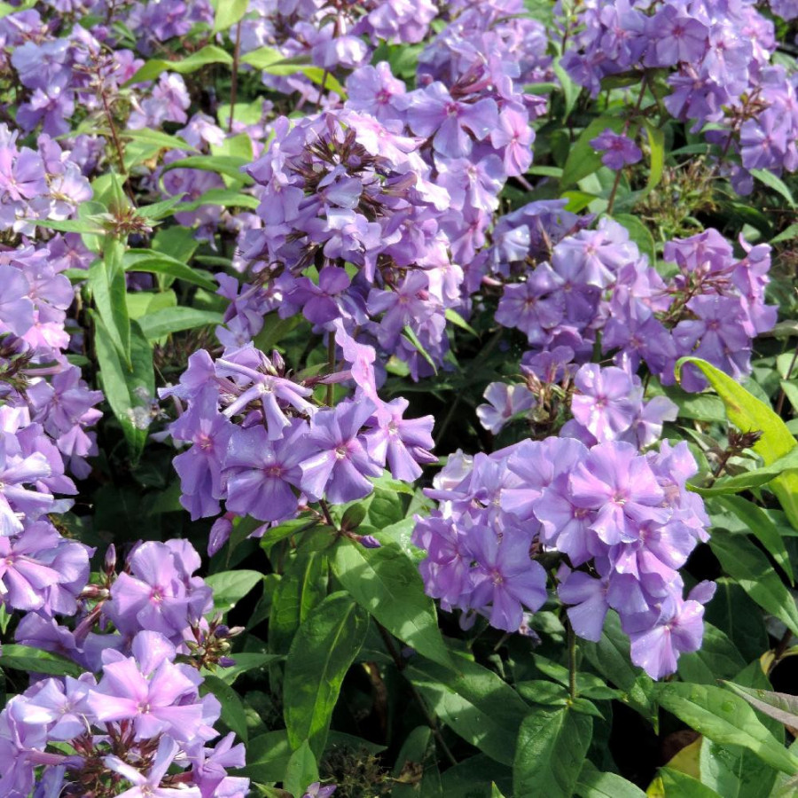 Plantes Vivaces PHLOX 'Blue Paradise' (Paniculata Group) - Phlox en vente - Phlox haut des jardins en vente - Pépinière Lepage .
