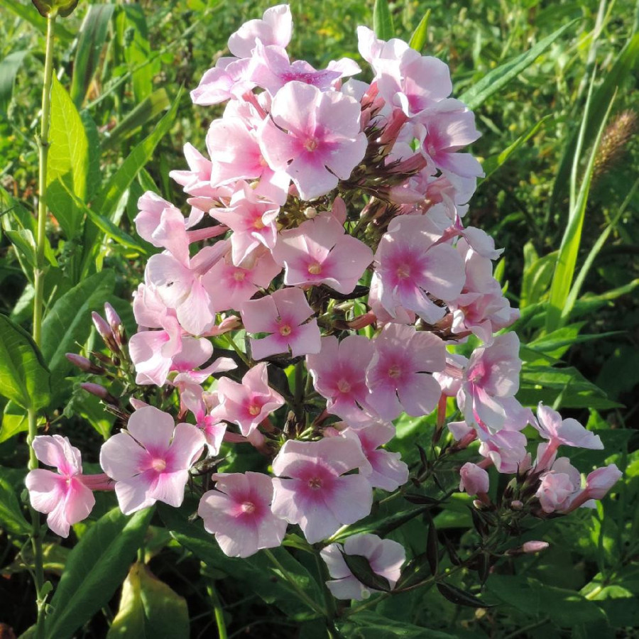 Plantes Vivaces PHLOX 'Bright Eyes' (Paniculata Group) - Phlox en vente - Phlox haut des jardins en vente - Pépinière Lepage .