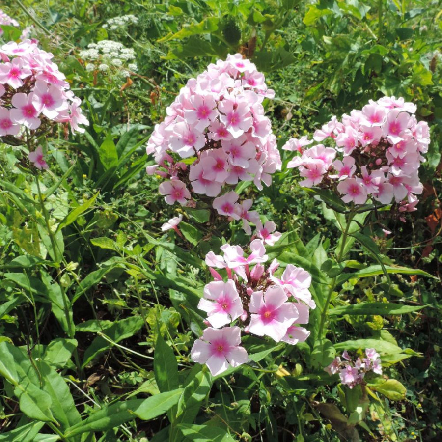Plantes Vivaces PHLOX 'Bright Eyes' (Paniculata Group) - Phlox en vente - Phlox haut des jardins en vente - Pépinière Lepage .