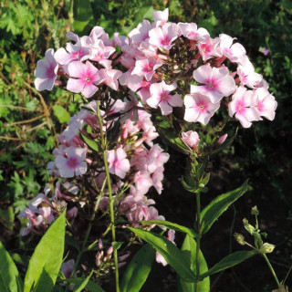 Plantes Vivaces PHLOX 'Bright Eyes' (Paniculata Group) - Phlox en vente - Phlox haut des jardins en vente - Pépinière Lepage .