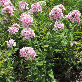 Plantes Vivaces PHLOX 'Bright Eyes' (Paniculata Group) - Phlox en vente - Phlox haut des jardins en vente - Pépinière Lepage .