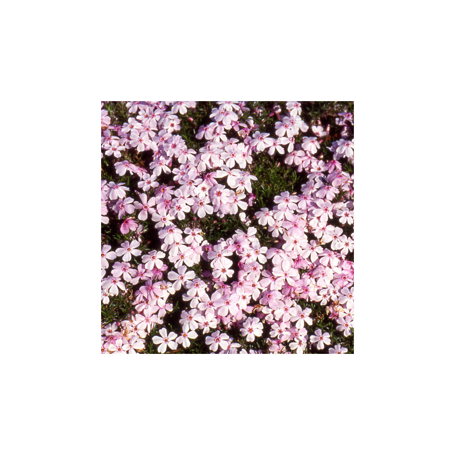 Plantes Vivaces PHLOX 'Coral Eye' (Subulata Group) - Phlox en vente - Phlox mousse en vente - Pépinière Lepage .