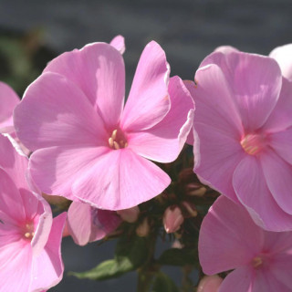 plantes-vivaces-phlox-dresden-china-paniculata-group-phlox-en-vente-phlox-haut-des-jardins-en-vente-pepiniere-lepage-