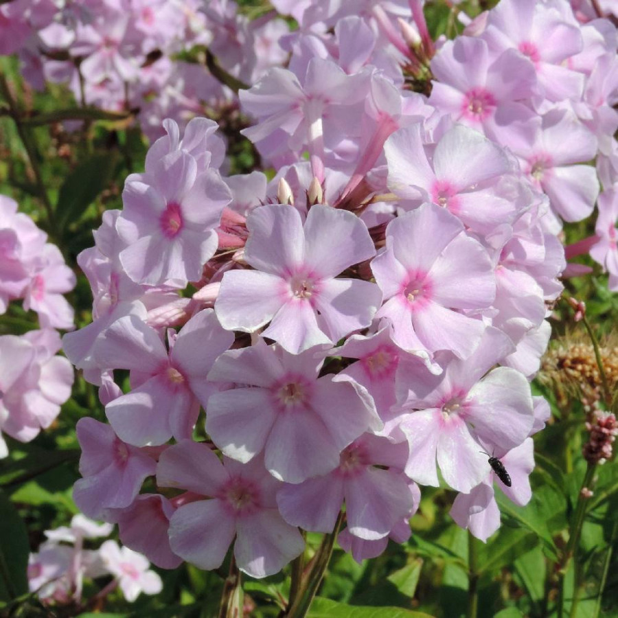 Plantes Vivaces PHLOX 'Elisabeth Arden' (Paniculata Group) - Phlox en vente - Phlox haut des jardins en vente - Pépinière Lepage
