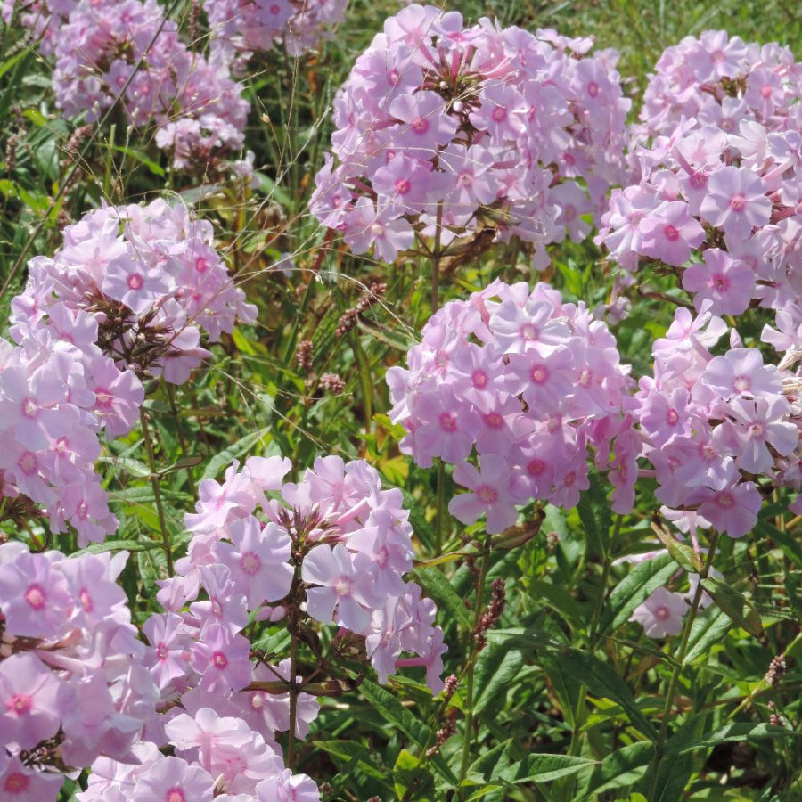 Plantes Vivaces PHLOX 'Elisabeth Arden' (Paniculata Group) - Phlox en vente - Phlox haut des jardins en vente - Pépinière Lepage