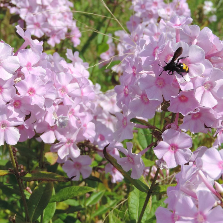 Plantes Vivaces PHLOX 'Elisabeth Arden' (Paniculata Group) - Phlox en vente - Phlox haut des jardins en vente - Pépinière Lepage