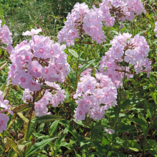 Plantes Vivaces PHLOX 'Elisabeth Arden' (Paniculata Group) - Phlox en vente - Phlox haut des jardins en vente - Pépinière Lepage