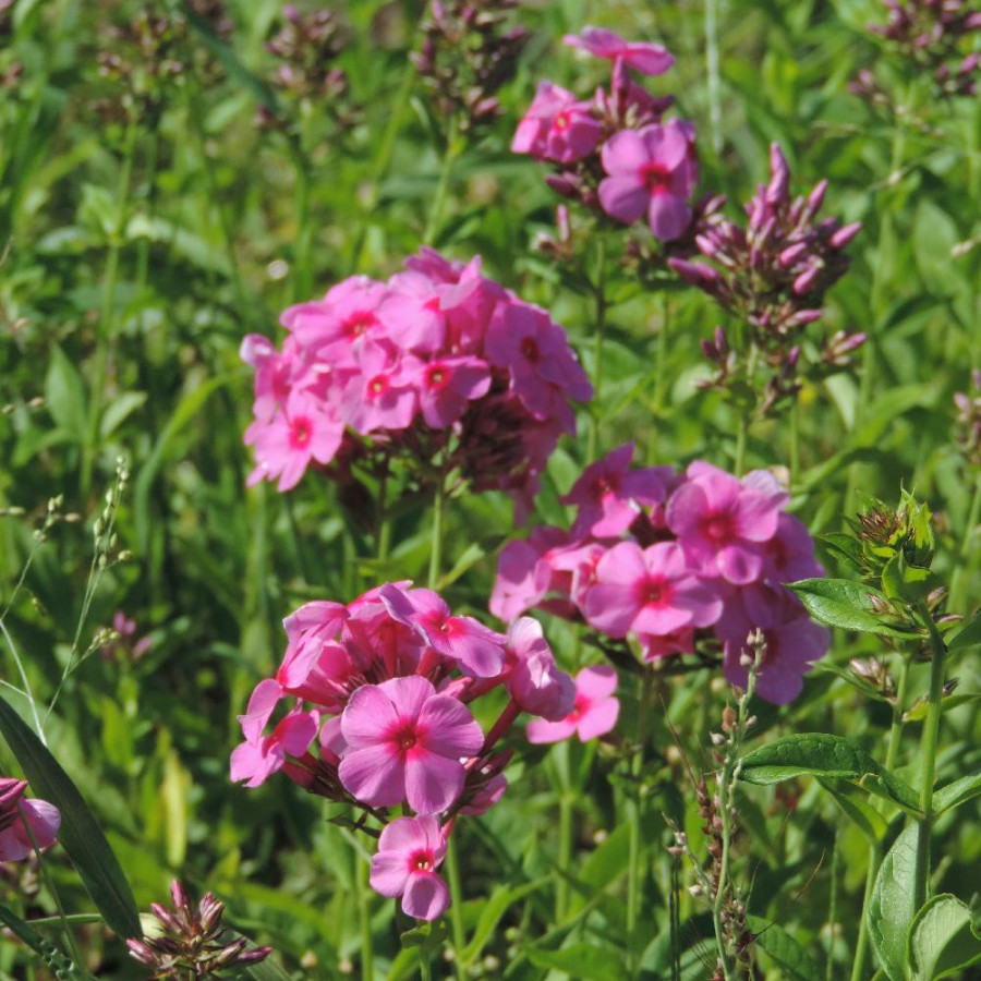 Plantes Vivaces PHLOX 'Eva Cullum' (Paniculata Group) - Phlox en vente - Phlox haut des jardins en vente - Pépinière Lepage .
