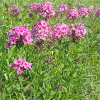 Plantes Vivaces PHLOX 'Eva Cullum' (Paniculata Group) - Phlox en vente - Phlox haut des jardins en vente - Pépinière Lepage .